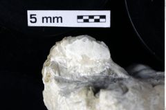 Foto (Detailansicht) von Laeviprosopon laeve medium nov. subspec. (NHMW-GEO-1990-0041-0343b)